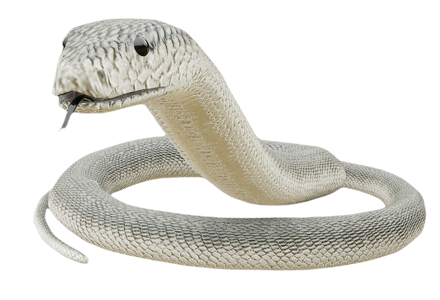 Black Mamba