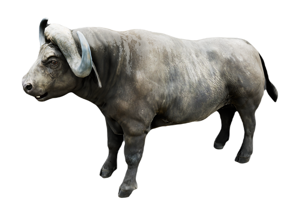 African Buffalo