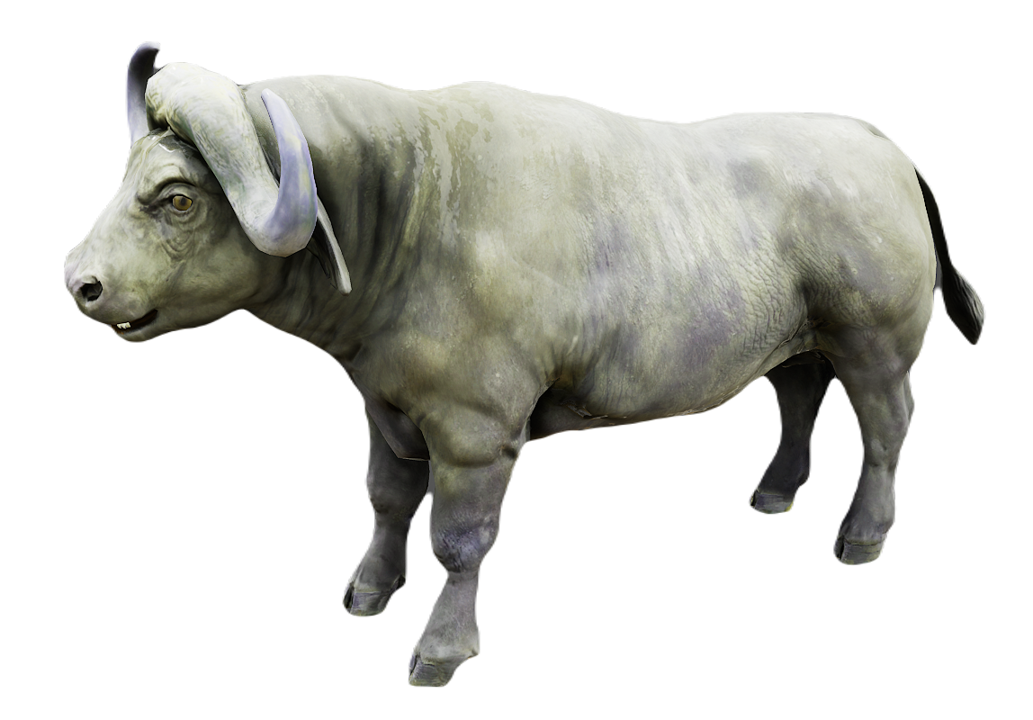 African Buffalo male fur 1