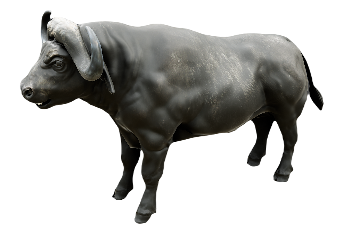 African Buffalo male fur 2