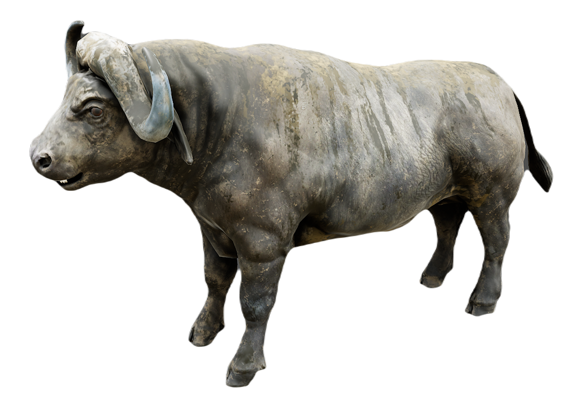 African Buffalo male fur 3