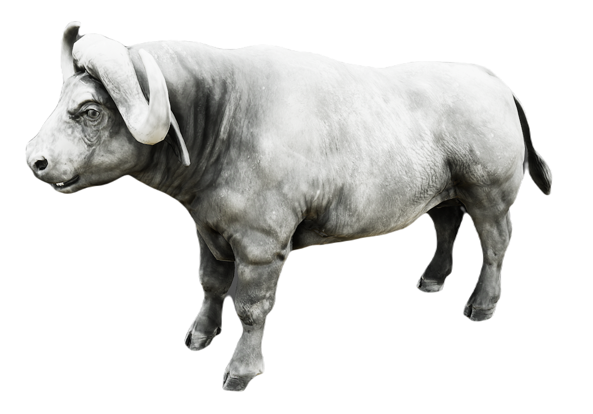 African Buffalo male fur 6