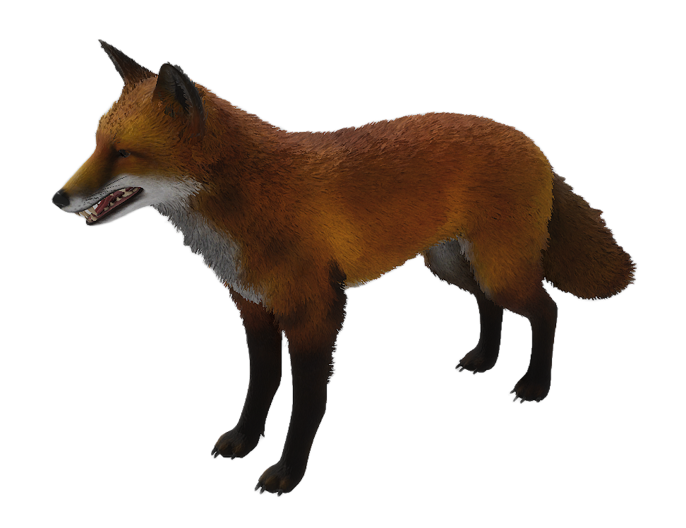 American Red Fox