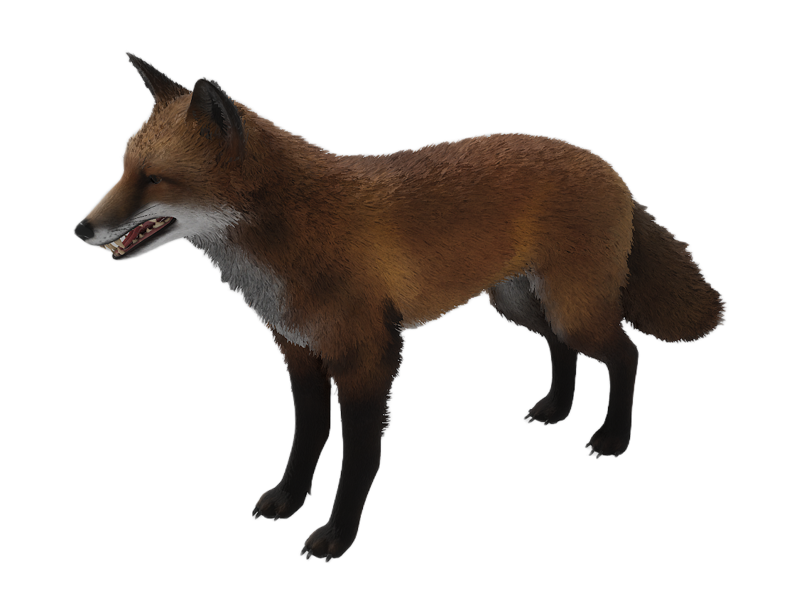 American Red Fox male fur 1