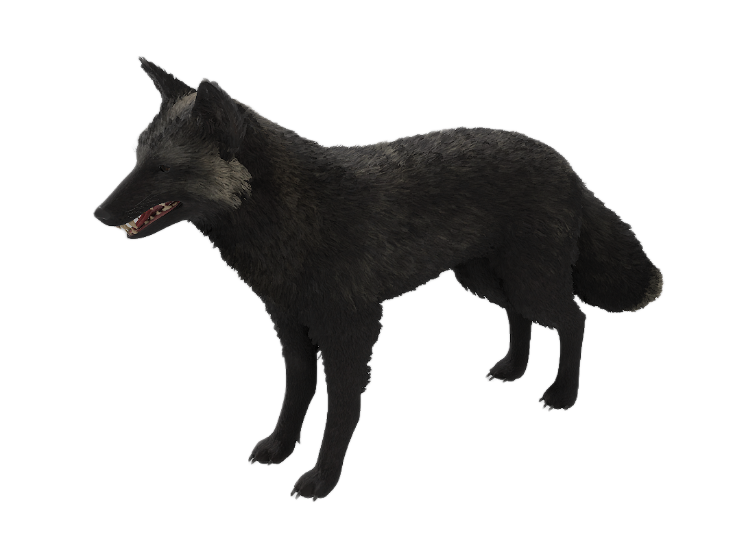 American Red Fox male fur 3