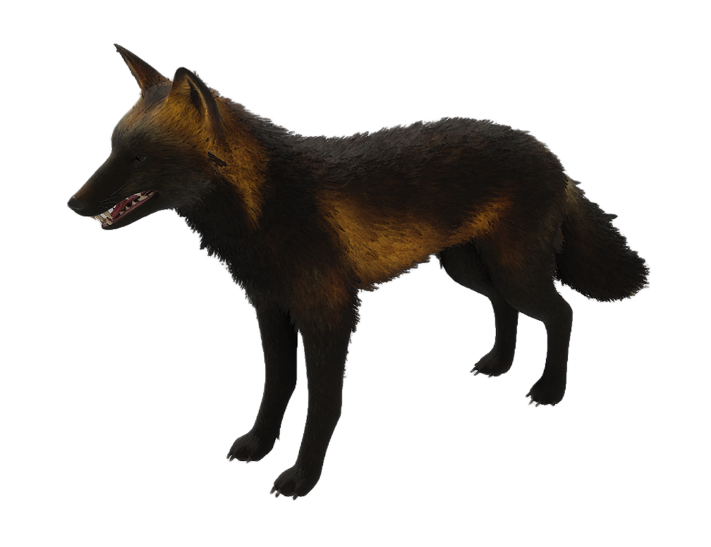 American Red Fox male fur 4