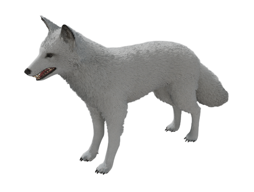 American Red Fox male fur 6