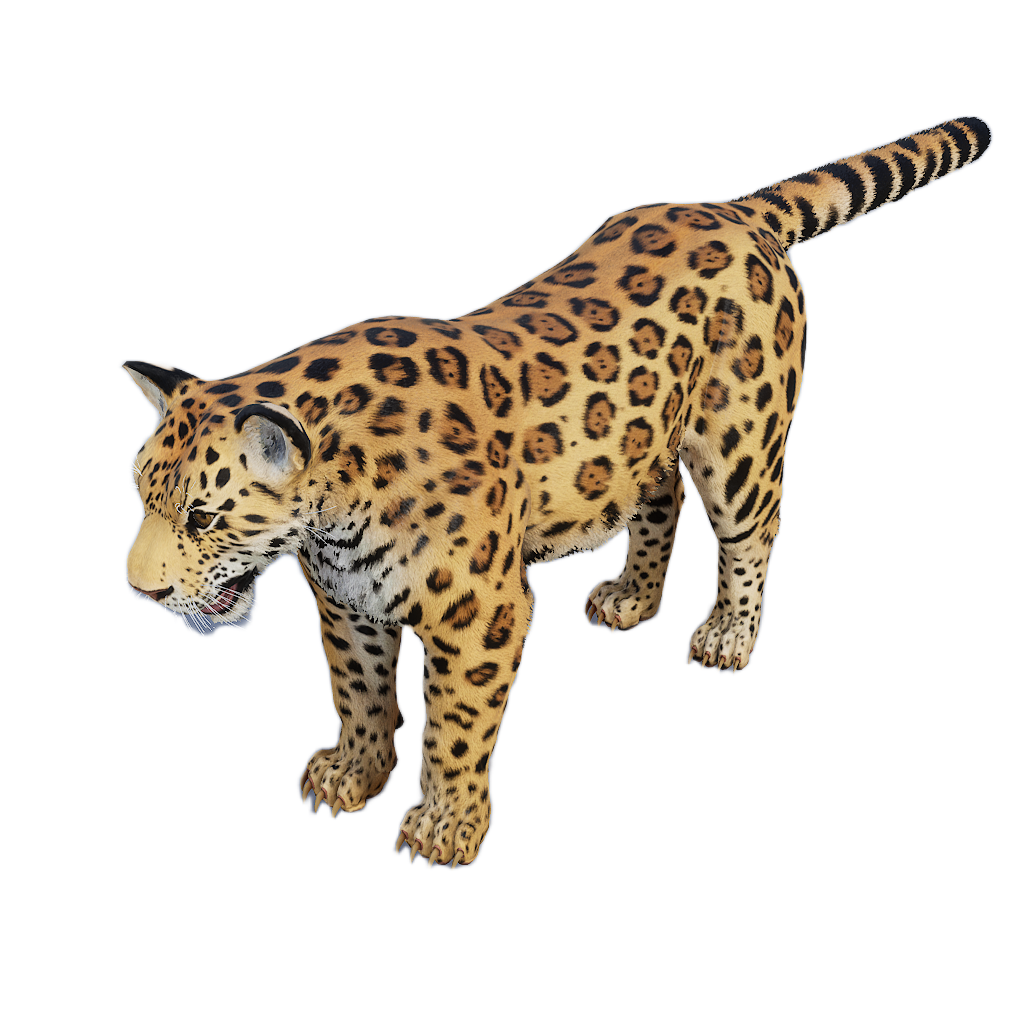 Amur Leopard