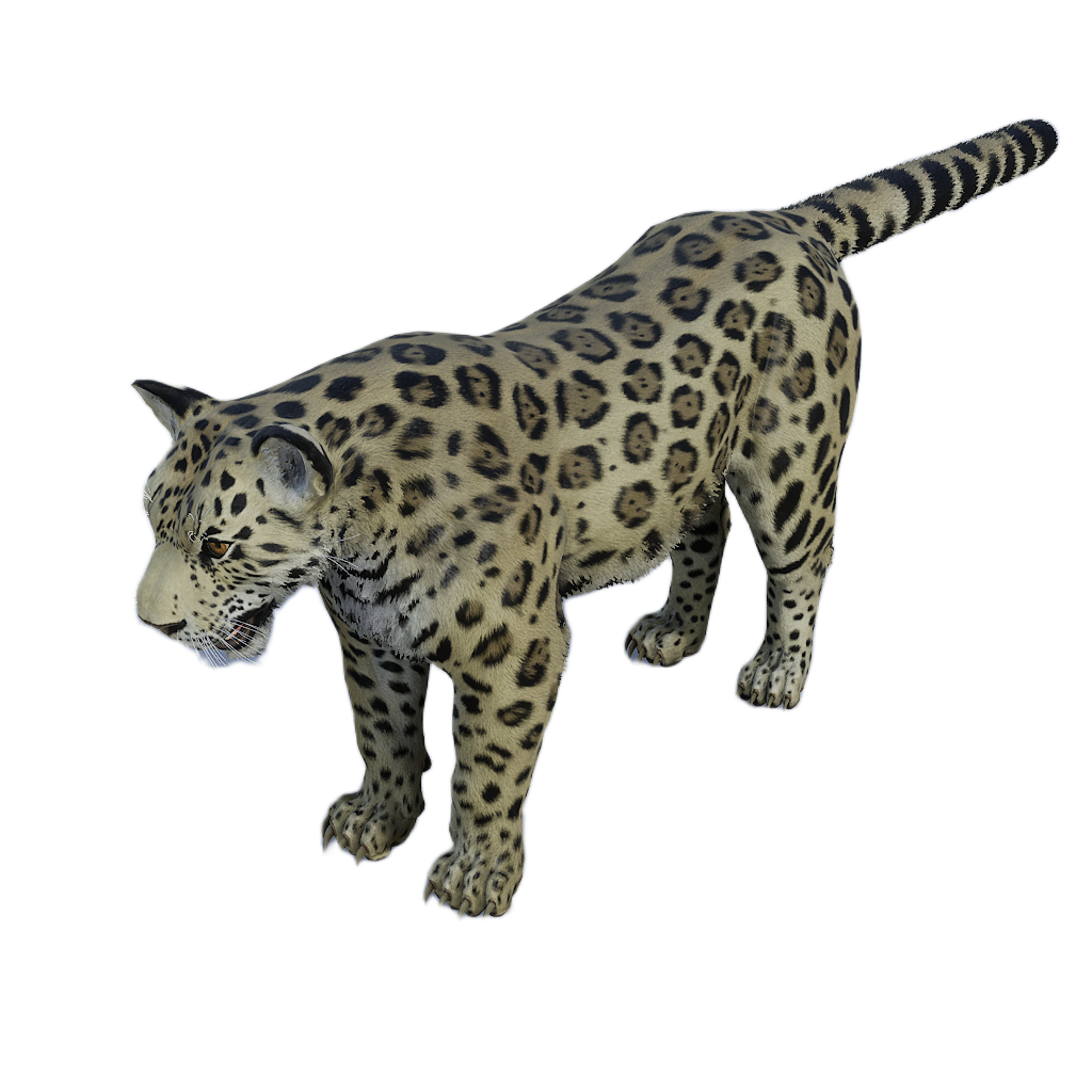 Amur Leopard male fur 1