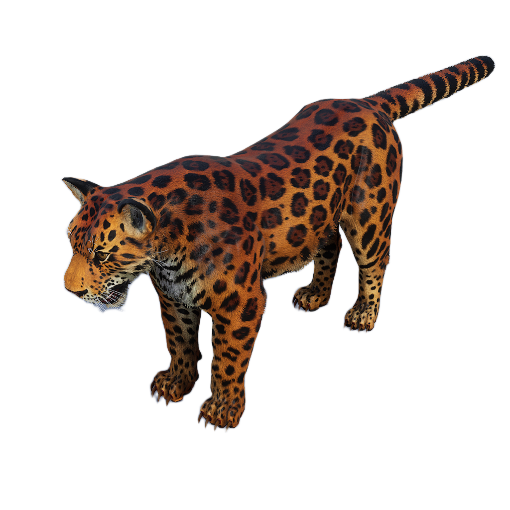 Amur Leopard male fur 2