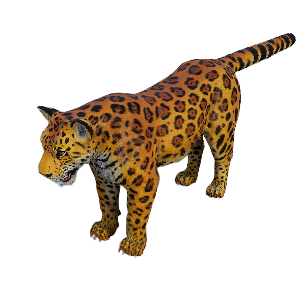 Amur Leopard male fur 3