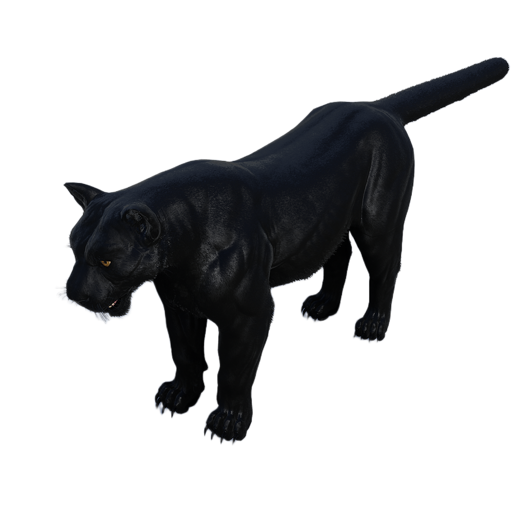 Amur Leopard male fur 4