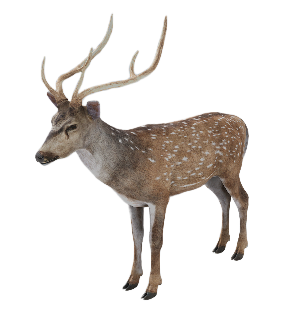Axis Deer male fur 1