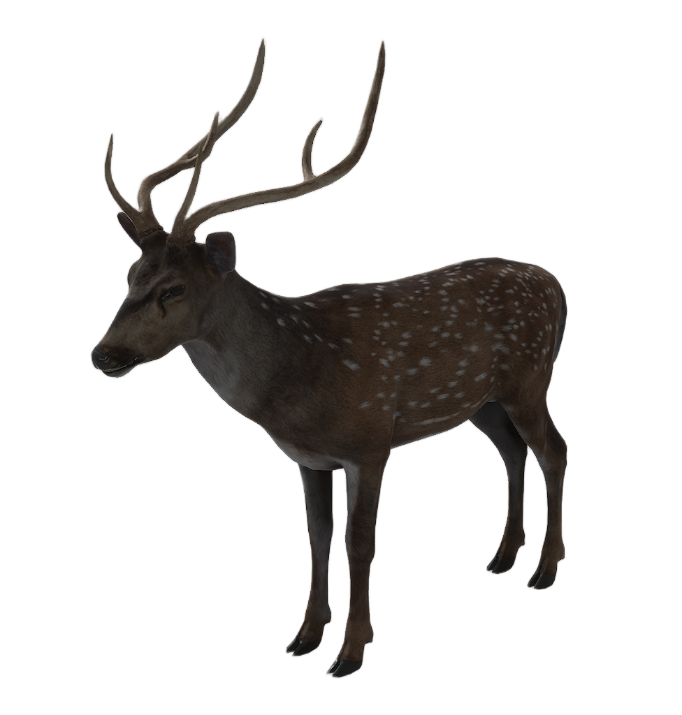 Axis Deer male fur 2