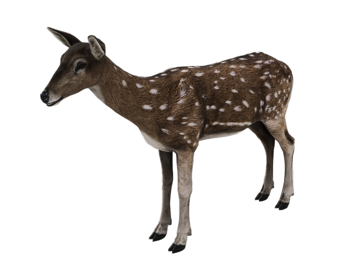 Axis Deer female fur 3