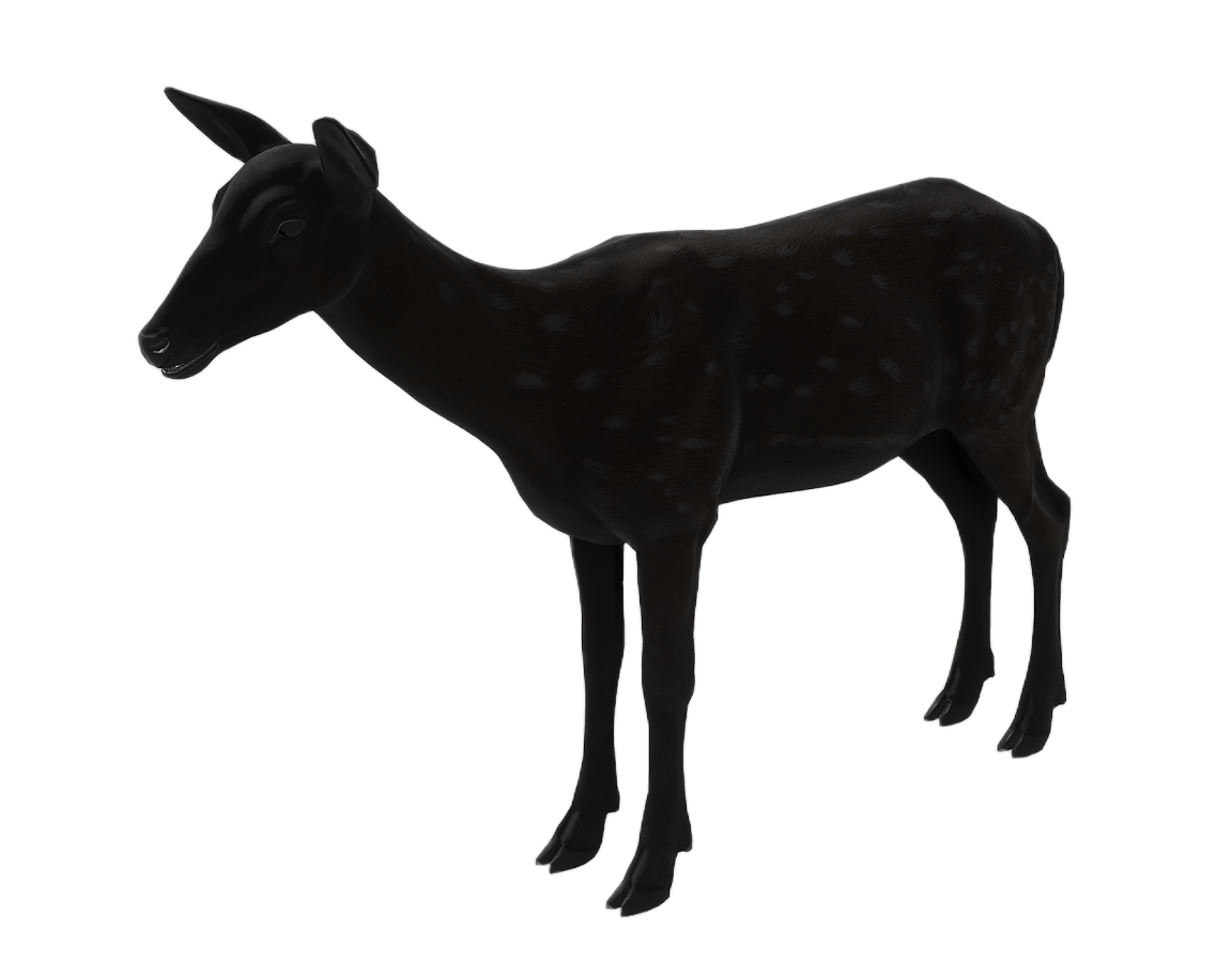 Axis Deer female fur 4