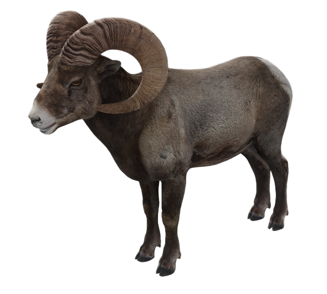 Bighorn Sheep