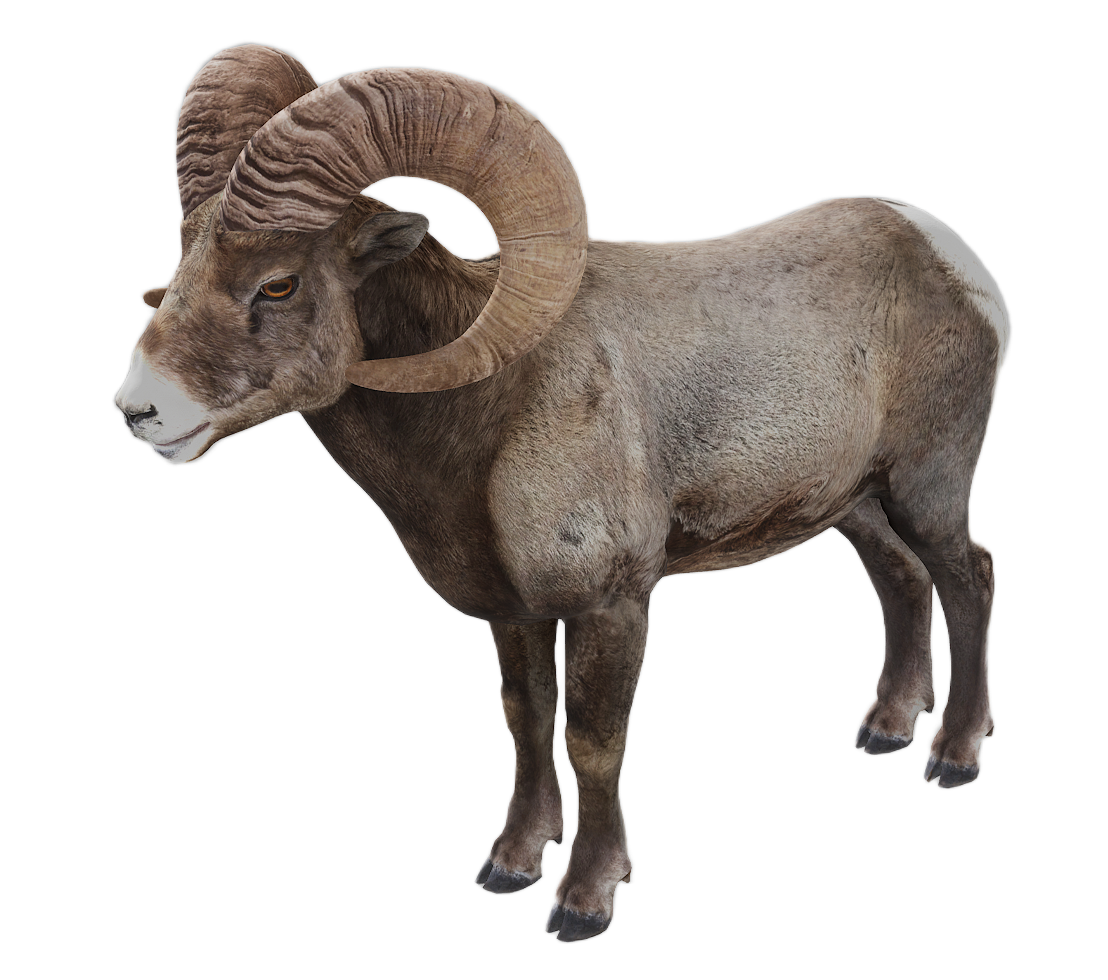 Bighorn Sheep male fur 1