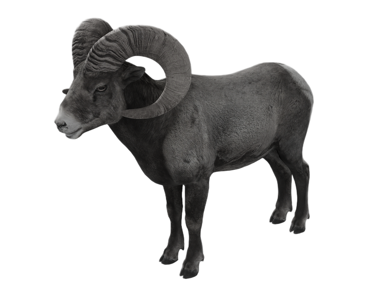 Bighorn Sheep male fur 2