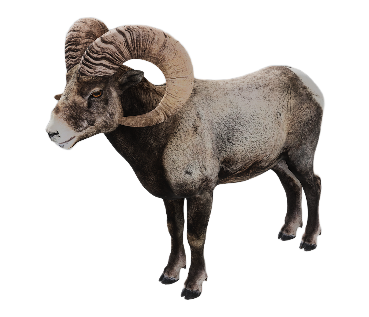 Bighorn Sheep male fur 3