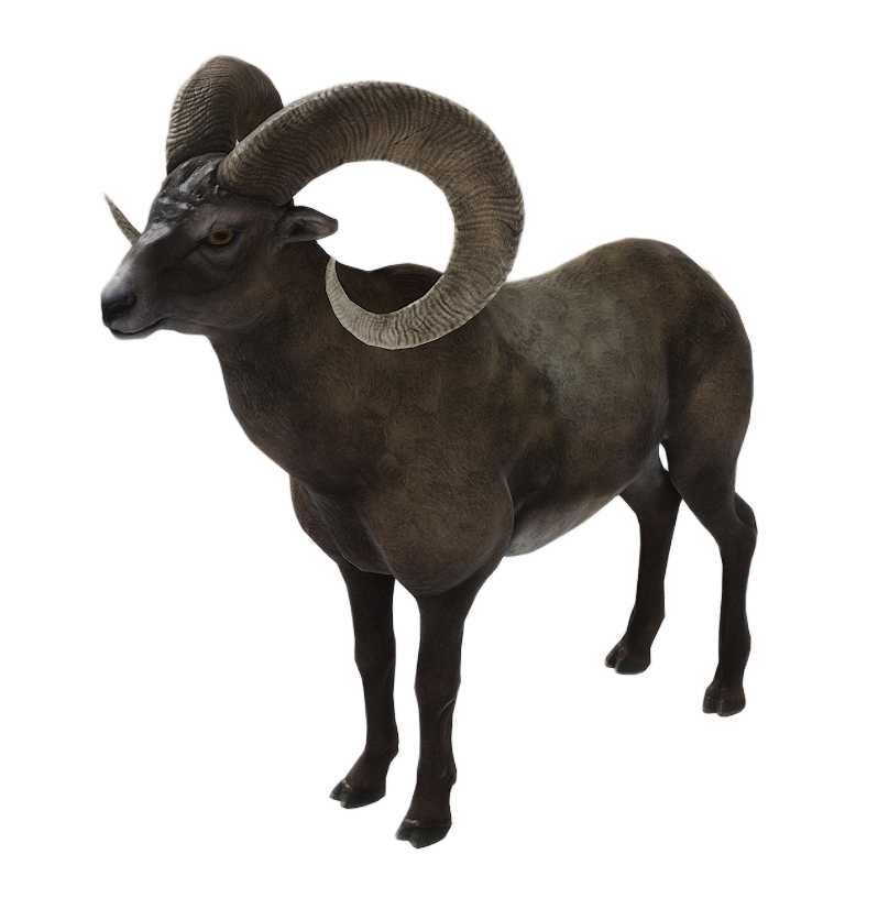 Bighorn Sheep male fur 5