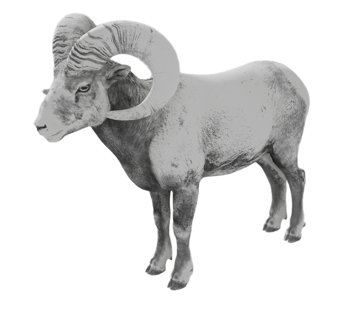 Bighorn Sheep male fur 6