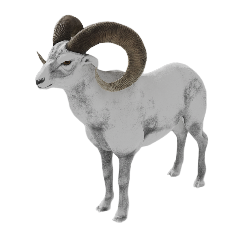 Bighorn Sheep male fur 8