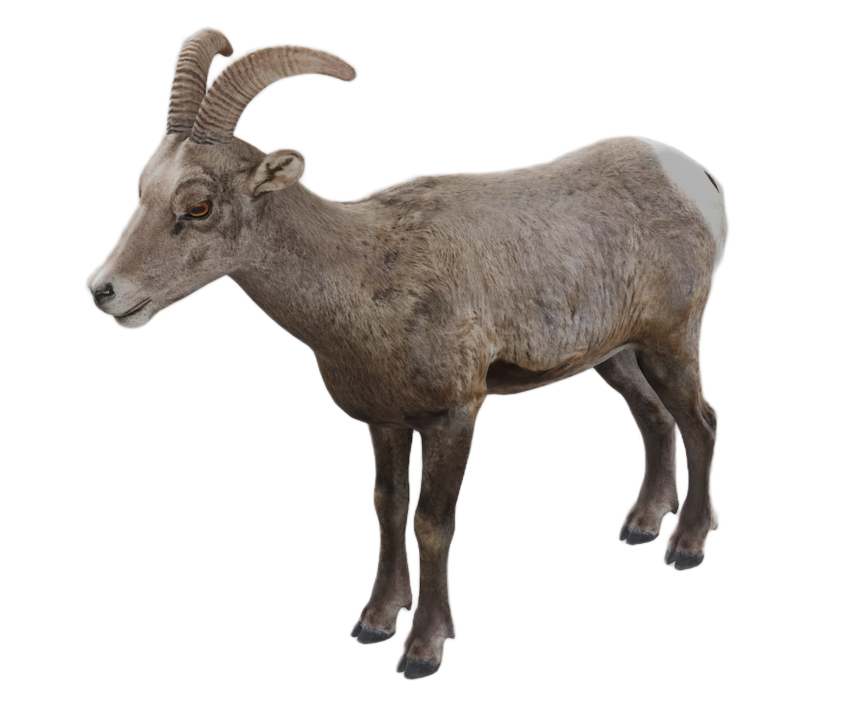 Bighorn Sheep female fur 1