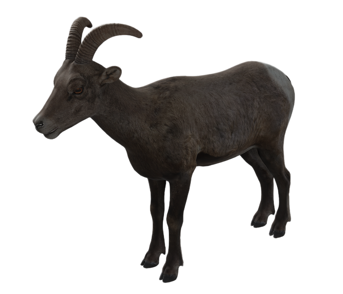 Bighorn Sheep female fur 2