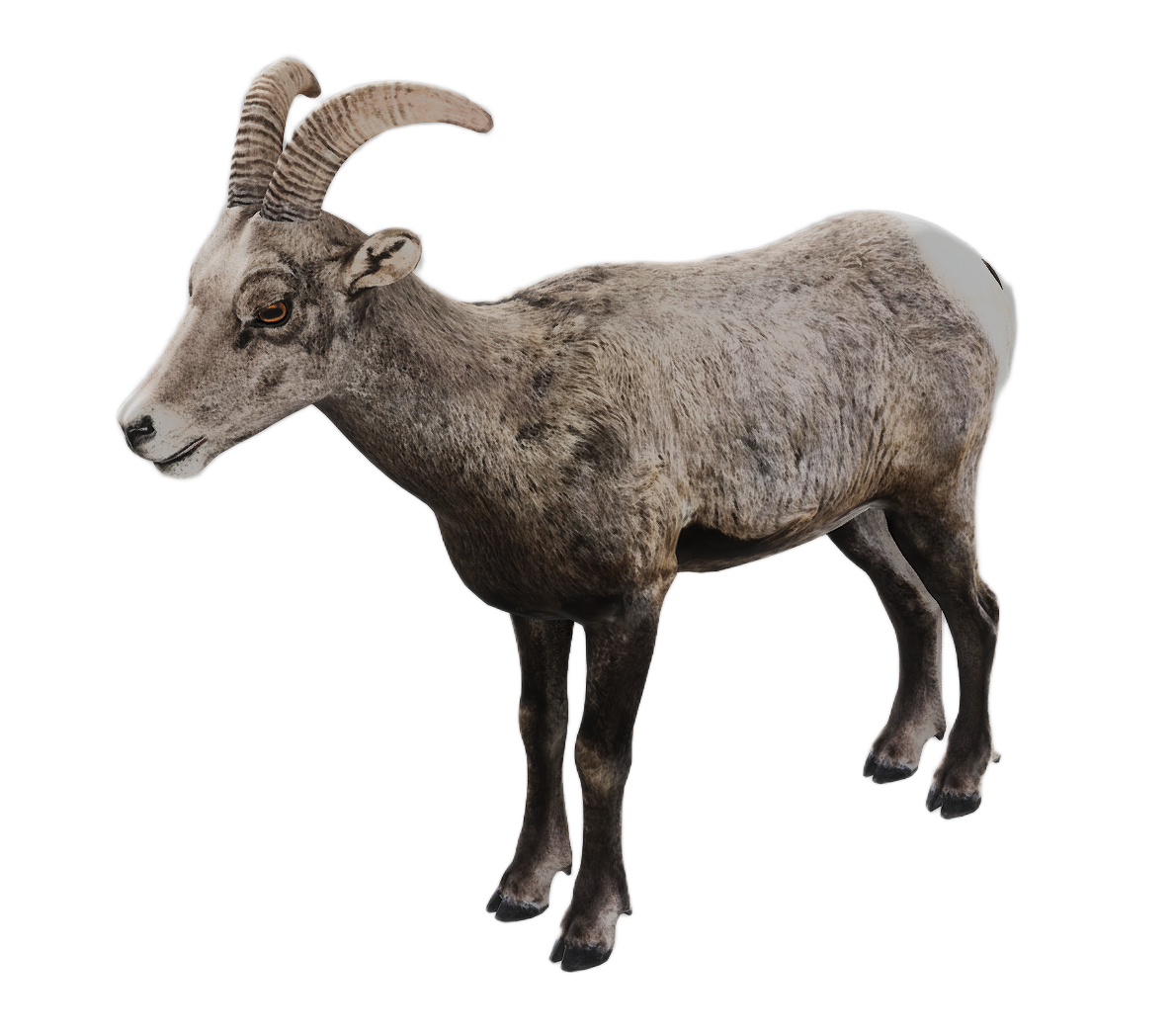 Bighorn Sheep female fur 3