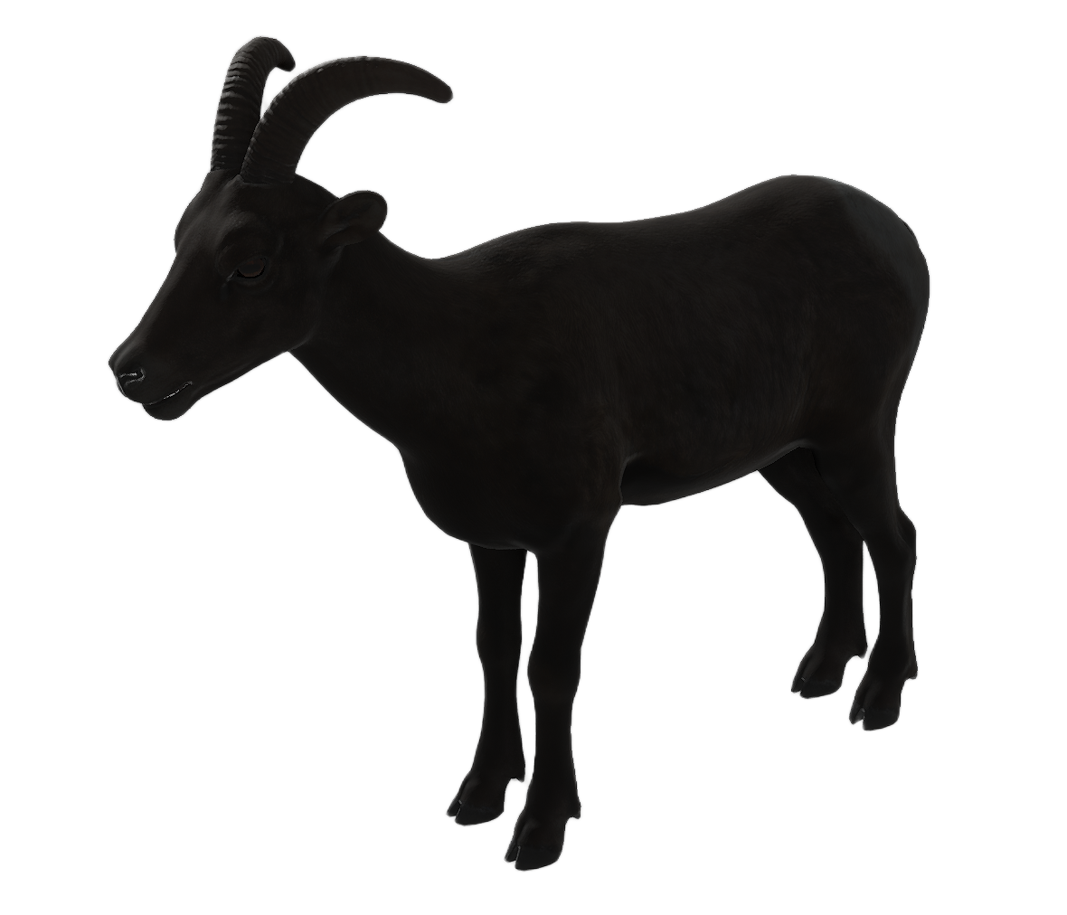 Bighorn Sheep female fur 4
