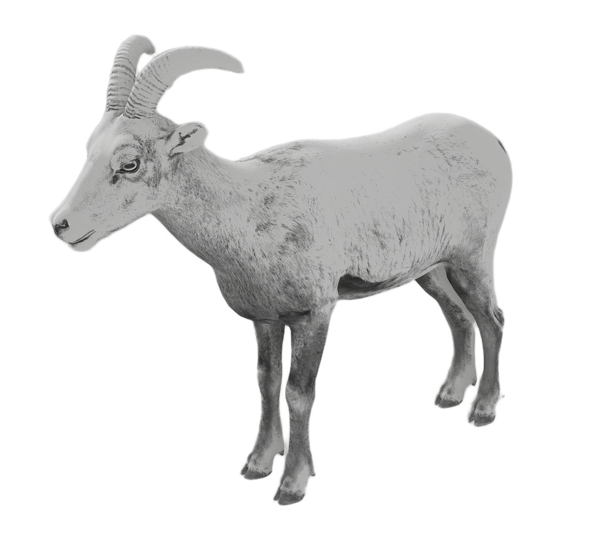 Bighorn Sheep female fur 6