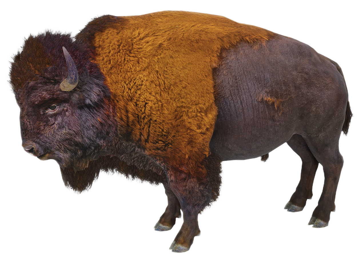 American Bison male fur 3