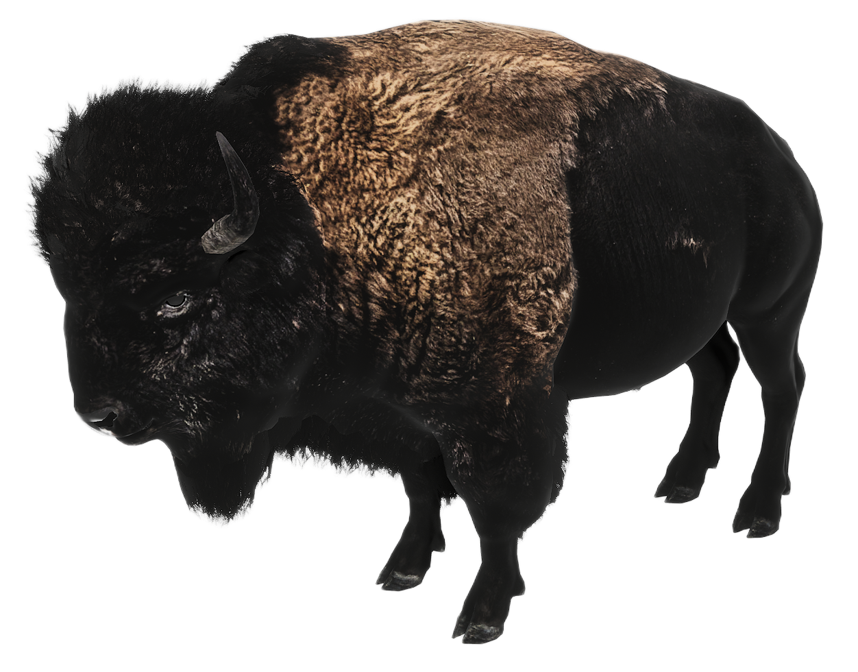 American Bison male fur 4