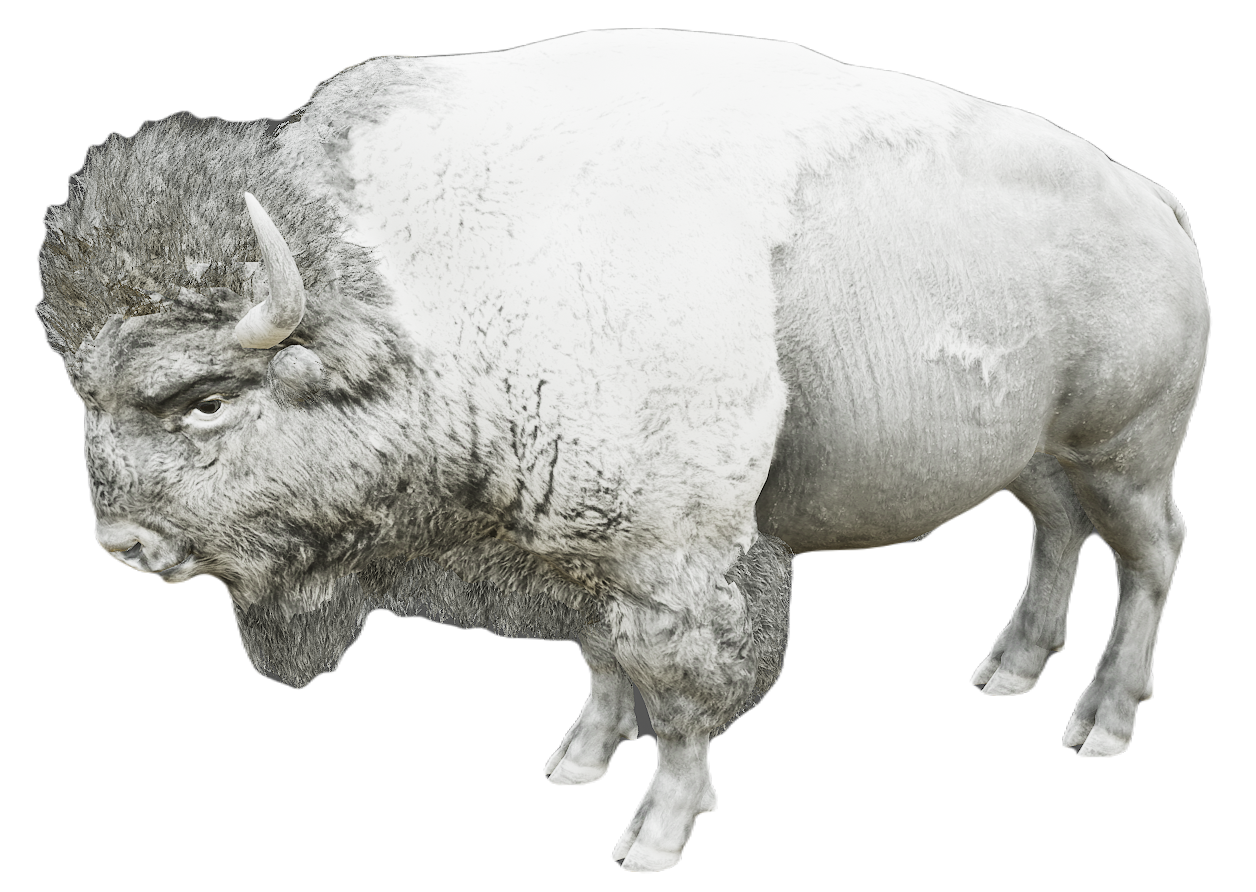 American Bison male fur 6