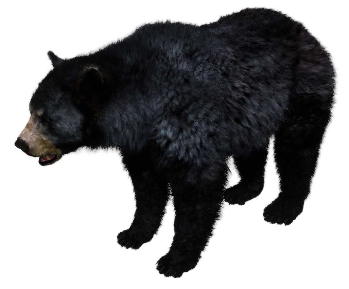 Black Bear