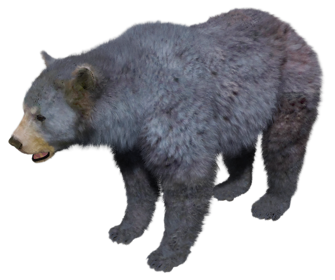 Black Bear male fur 2