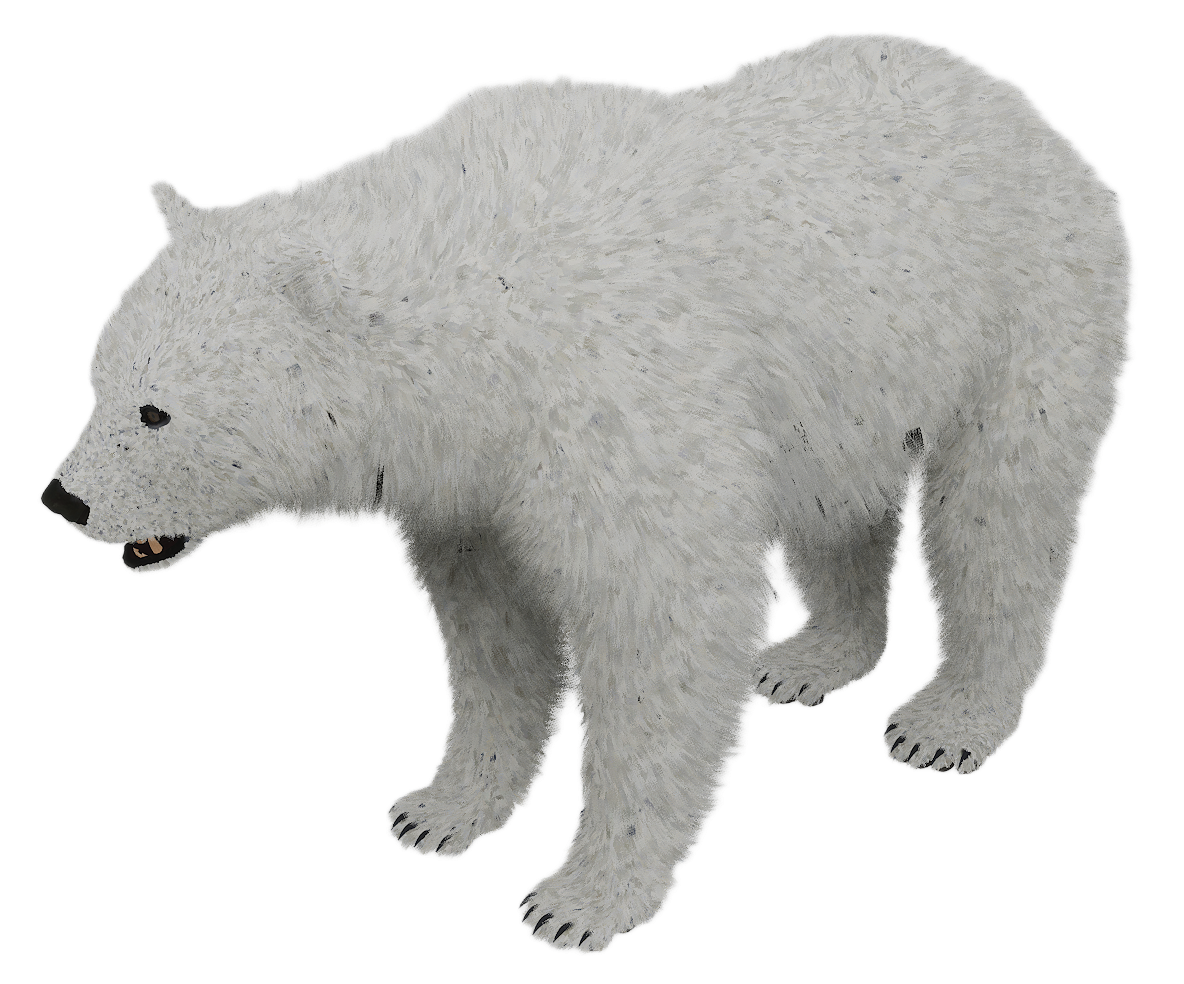 Black Bear male fur 6