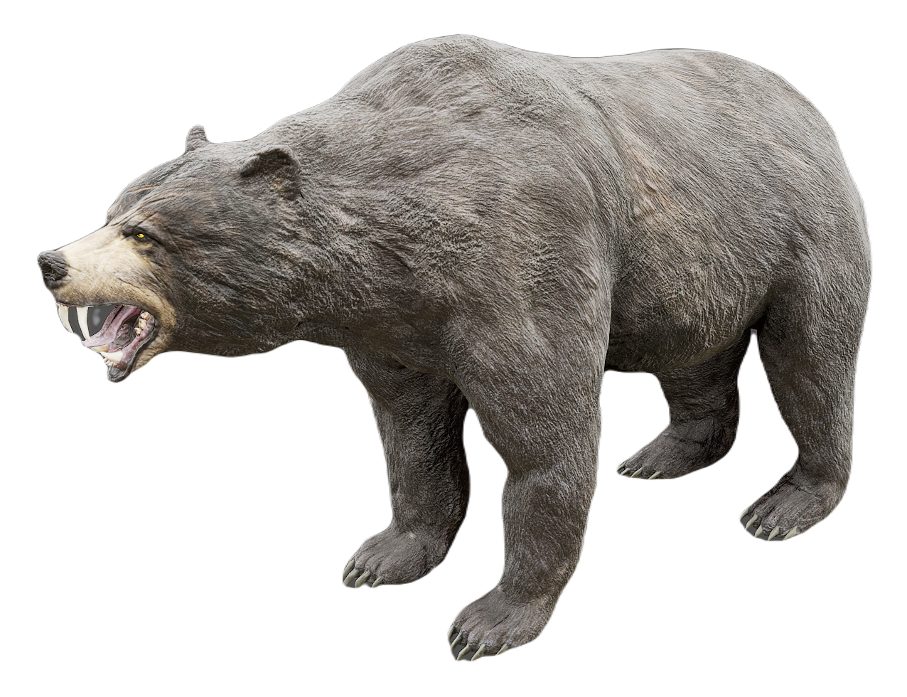 Black Bear male fur 7