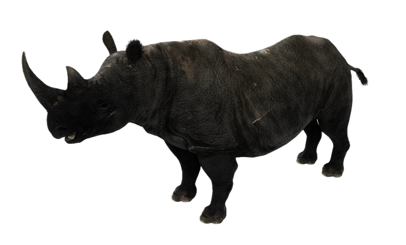 Black Rhinoceros male fur 3