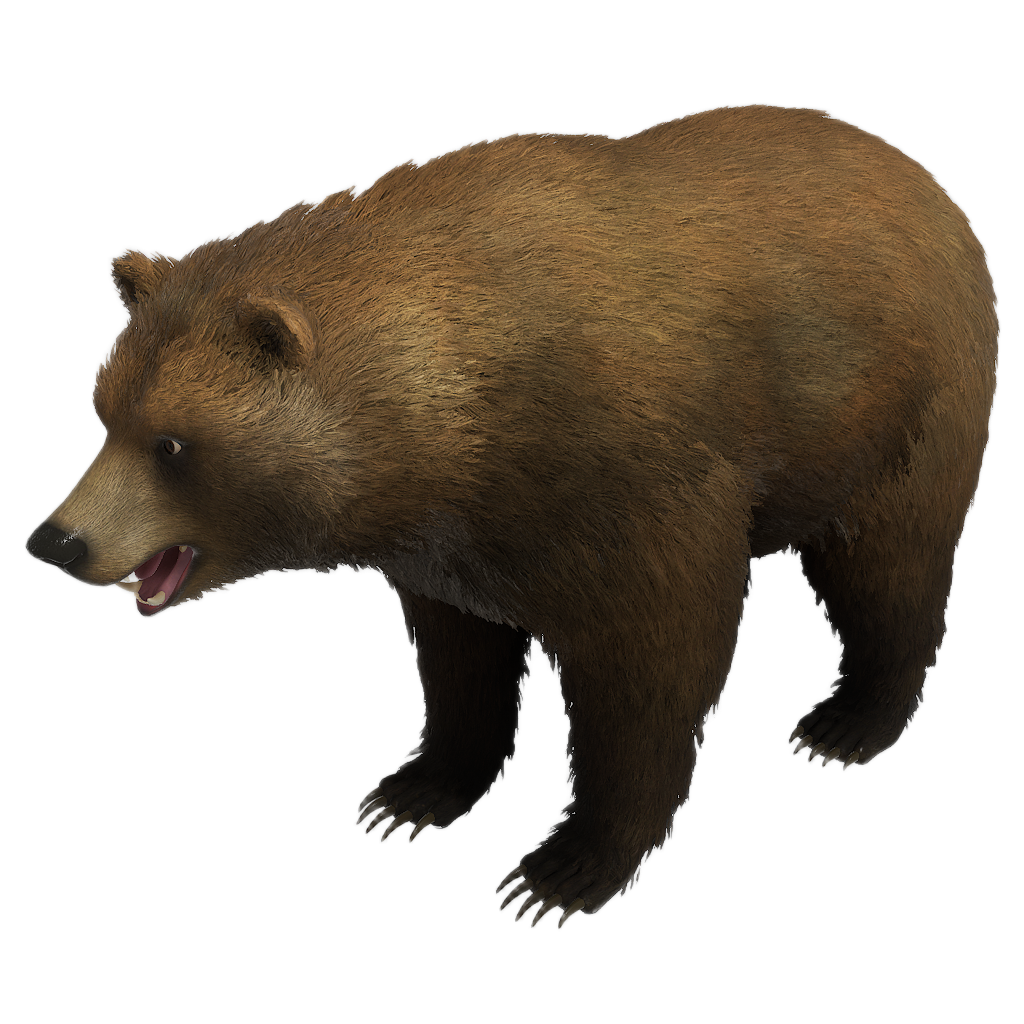 Brown Bear
