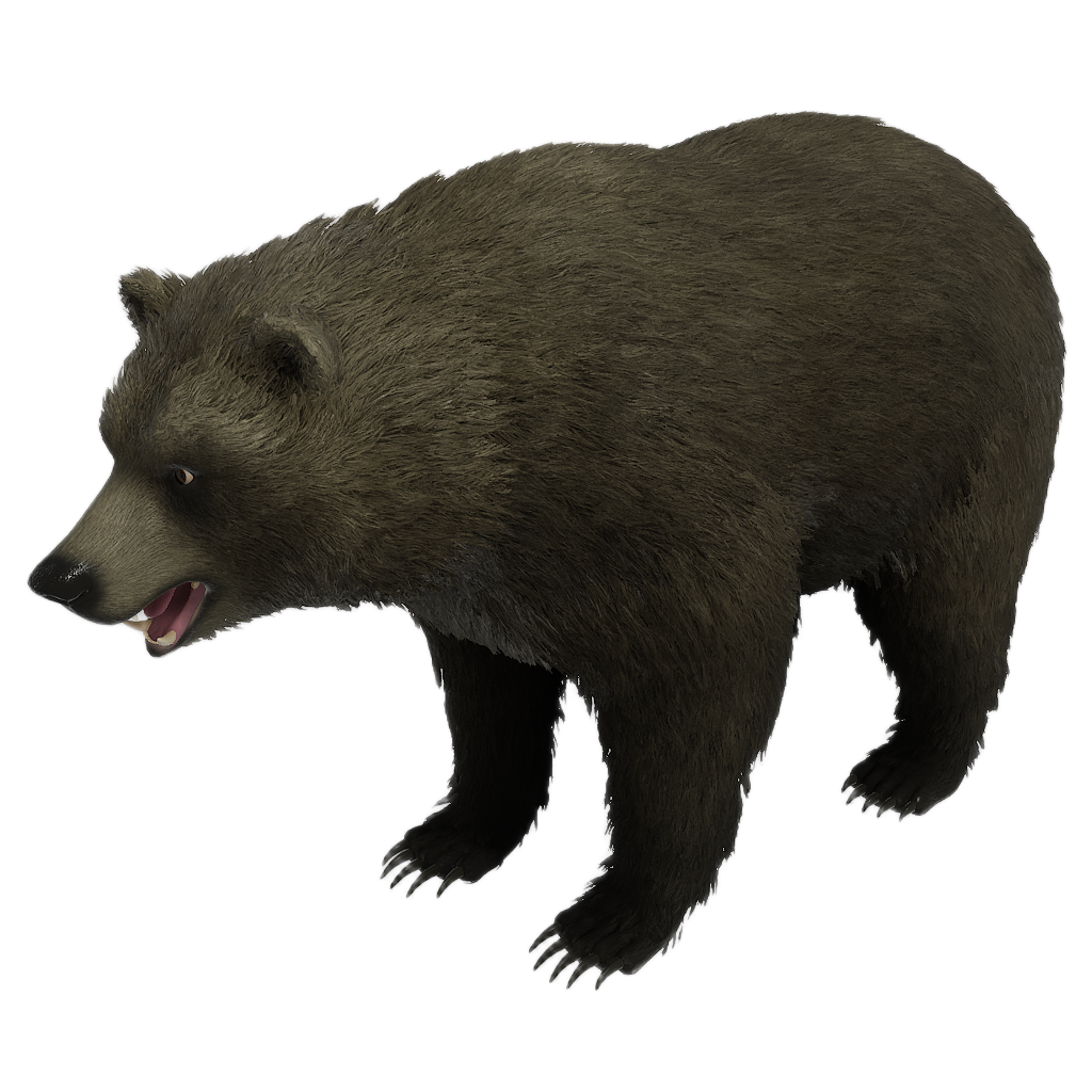 Brown Bear male fur 1