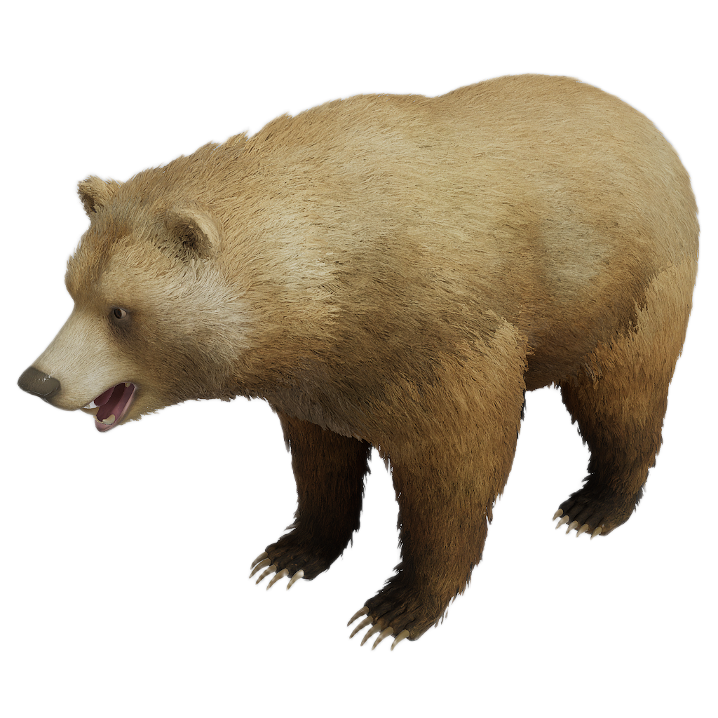 Brown Bear male fur 3