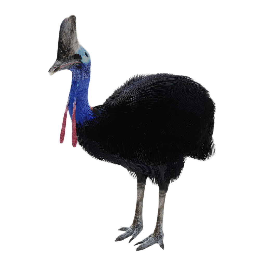 Cassowary