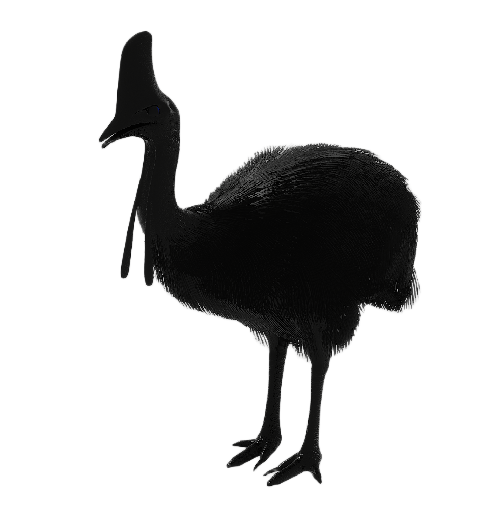 Cassowary male fur 4