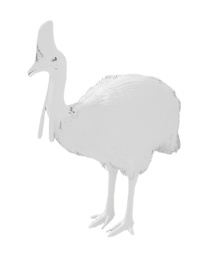 Cassowary male fur 6