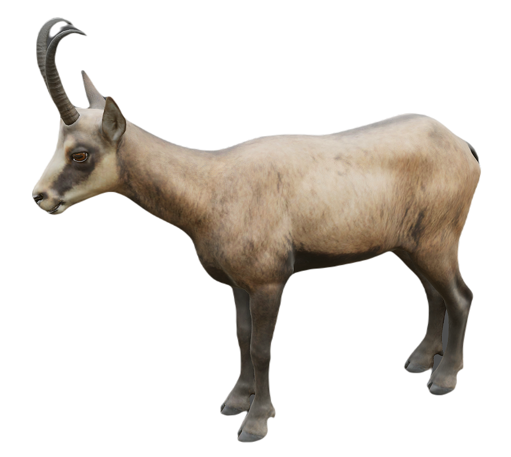 Chamois male fur 1