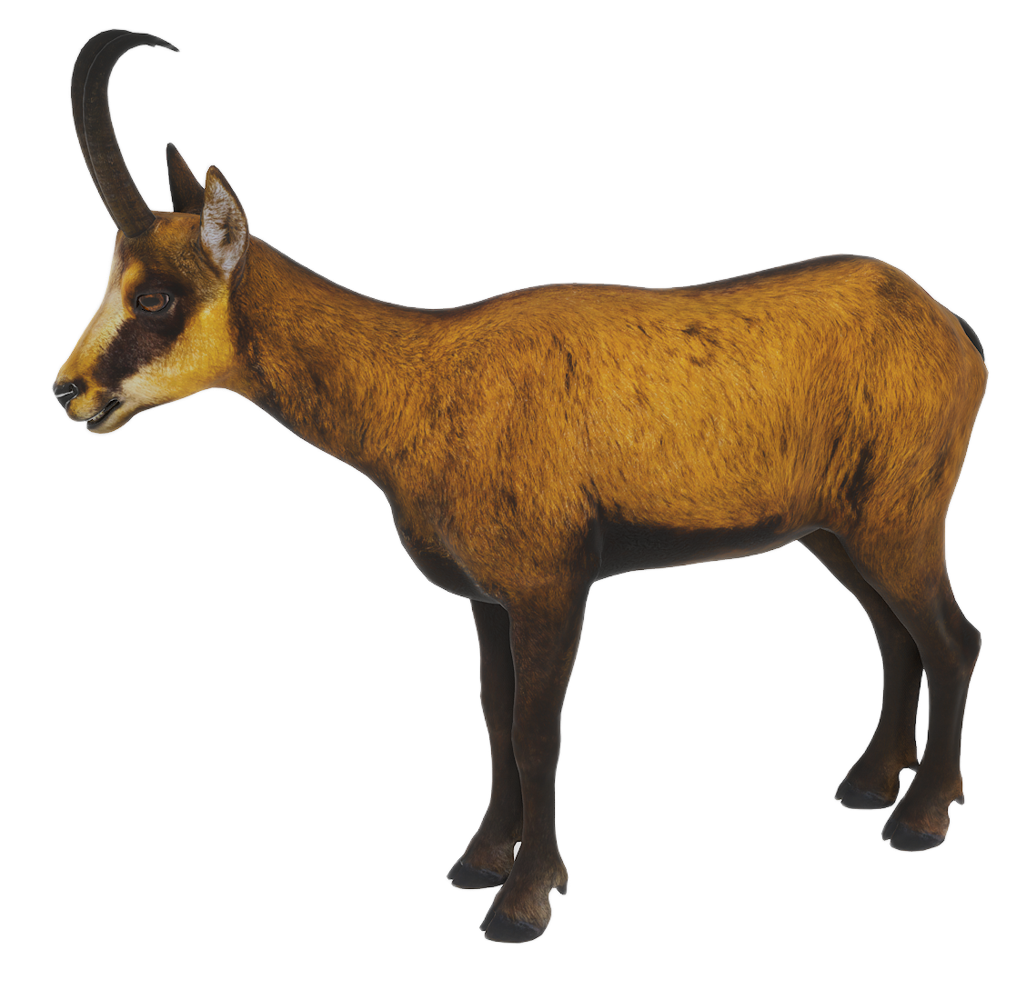 Chamois male fur 3