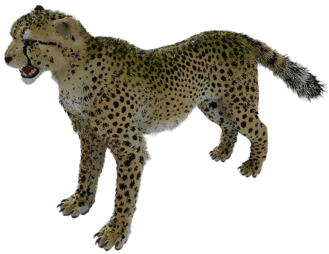 Cheetah