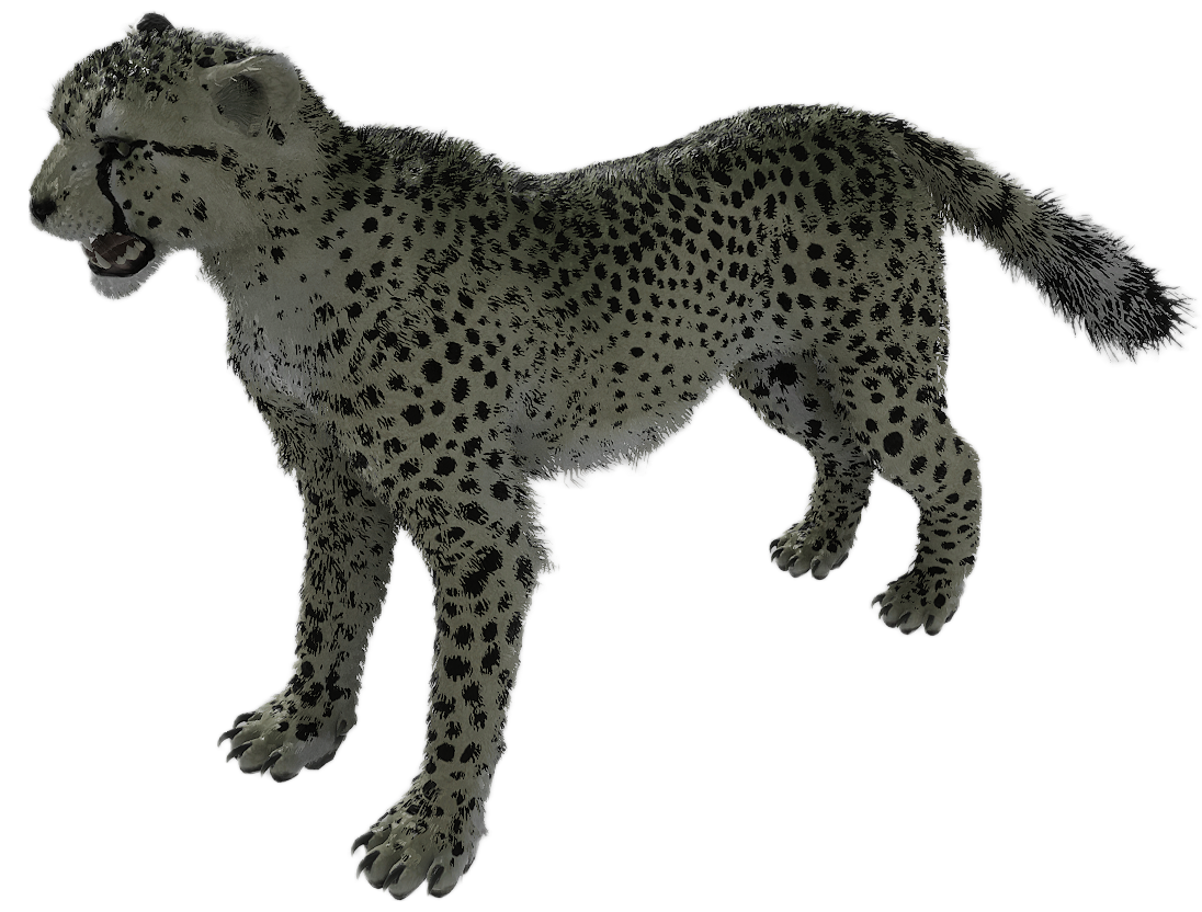 Cheetah male fur 1